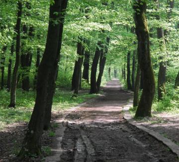 Oradea se îmbogăţeşte cu 140 de hectare de pădure
